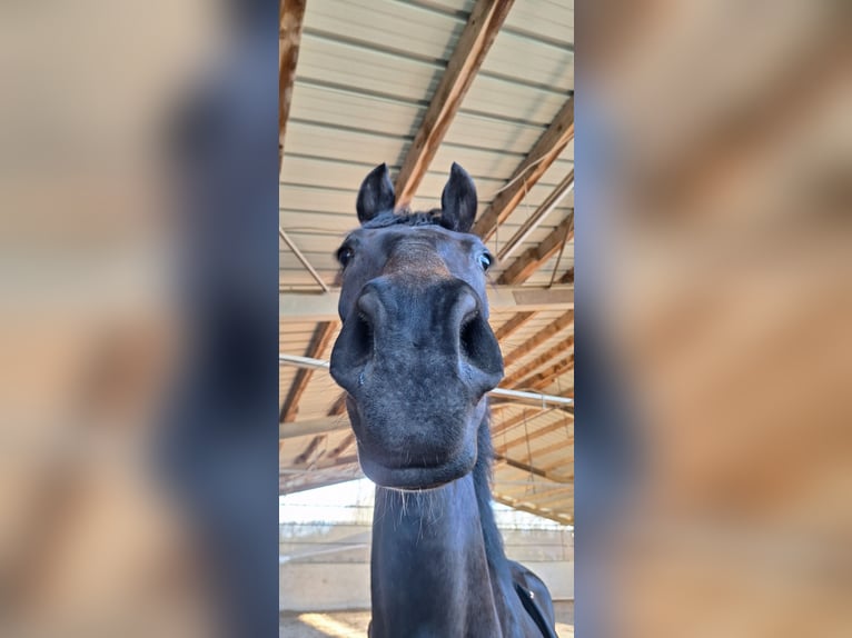 Baden Württemberger Wallach 4 Jahre 170 cm Dunkelbrauner in Wiesloch