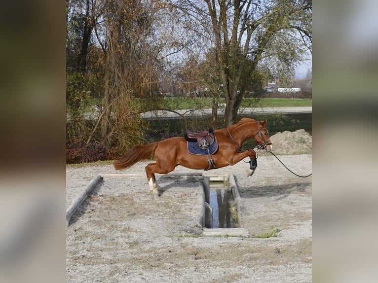 Baden Württemberger Wallach 4 Jahre 170 cm Fuchs in Unterseen