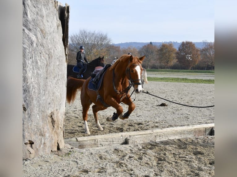 Baden Württemberger Wallach 4 Jahre 170 cm Fuchs in Unterseen