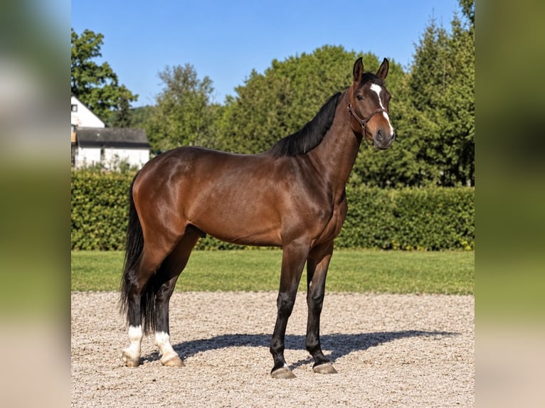 Baden Württemberger Wallach 4 Jahre 176 cm Dunkelbrauner in Utting am Ammersee