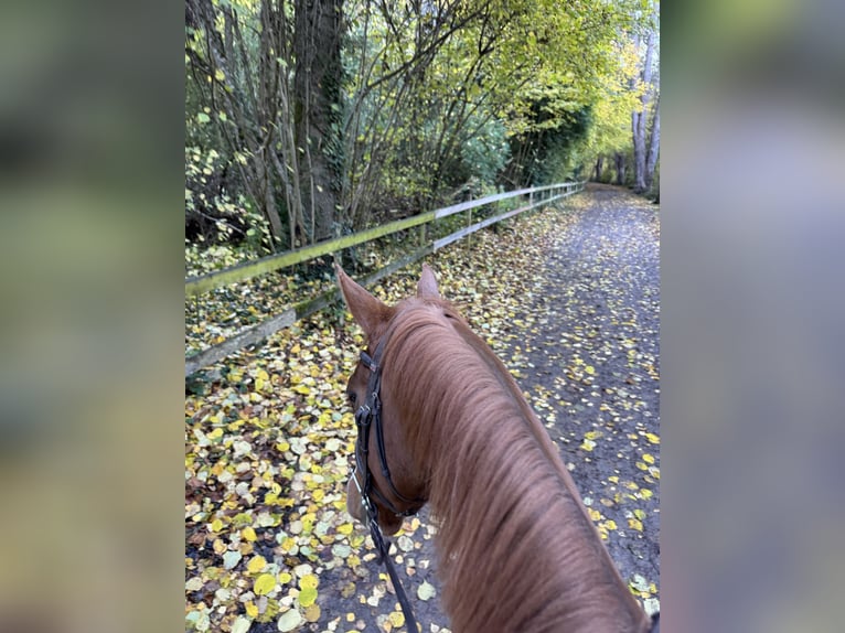 Baden Württemberger Wallach 5 Jahre 164 cm Fuchs in Unterseen