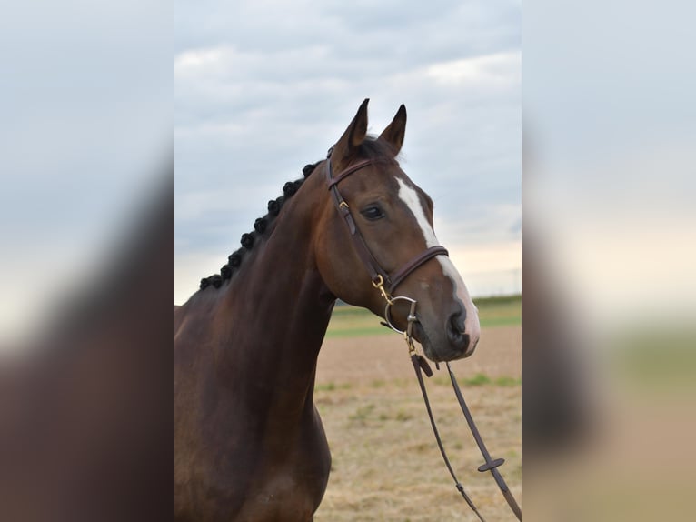 Baden Württemberger Wallach 5 Jahre 165 cm in Geilenkirchen