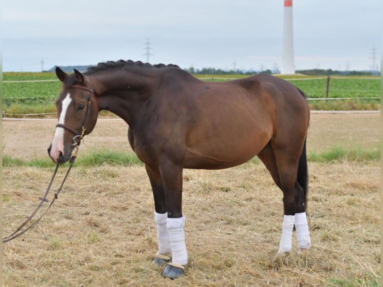 Baden Württemberger Wallach 5 Jahre 165 cm in Geilenkirchen