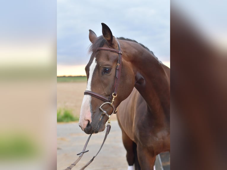 Baden Württemberger Wallach 5 Jahre 165 cm in Geilenkirchen
