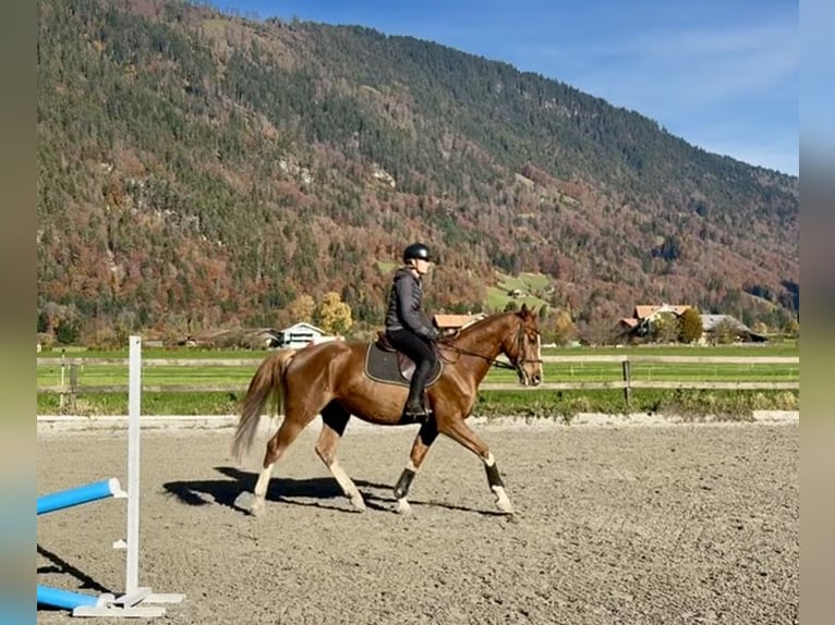 Baden Württemberger Wallach 5 Jahre 165 cm Fuchs in Unterseen