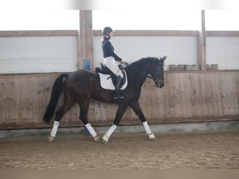 Baden Württemberger Wallach 5 Jahre 168 cm Dunkelbrauner in Schrozberg