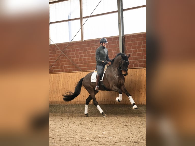 Baden Württemberger Wallach 5 Jahre 171 cm Brauner in Dinslaken