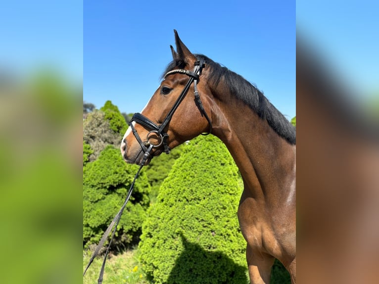 Baden Württemberger Wallach 5 Jahre 172 cm Dunkelbrauner in Wiehl