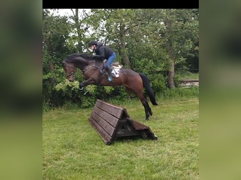 Baden Württemberger Wallach 5 Jahre 178 cm Dunkelbrauner in Gro&#xDF;heide Berumerfehn