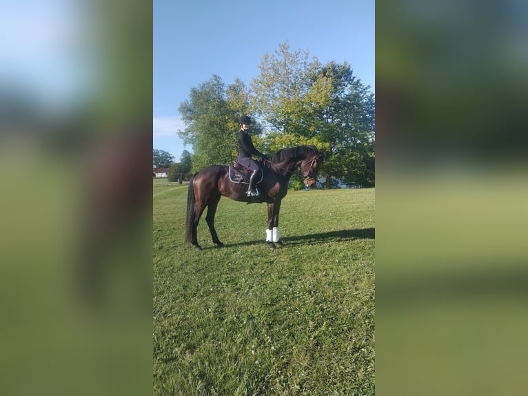 Baden Württemberger Wallach 5 Jahre 178 cm Dunkelbrauner in Gro&#xDF;heide Berumerfehn