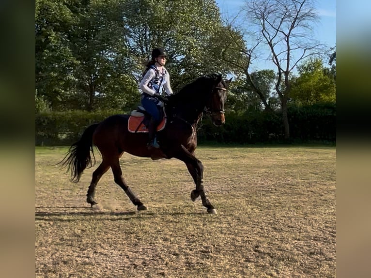 Baden Württemberger Wallach 5 Jahre 178 cm Dunkelbrauner in Gro&#xDF;heide Berumerfehn