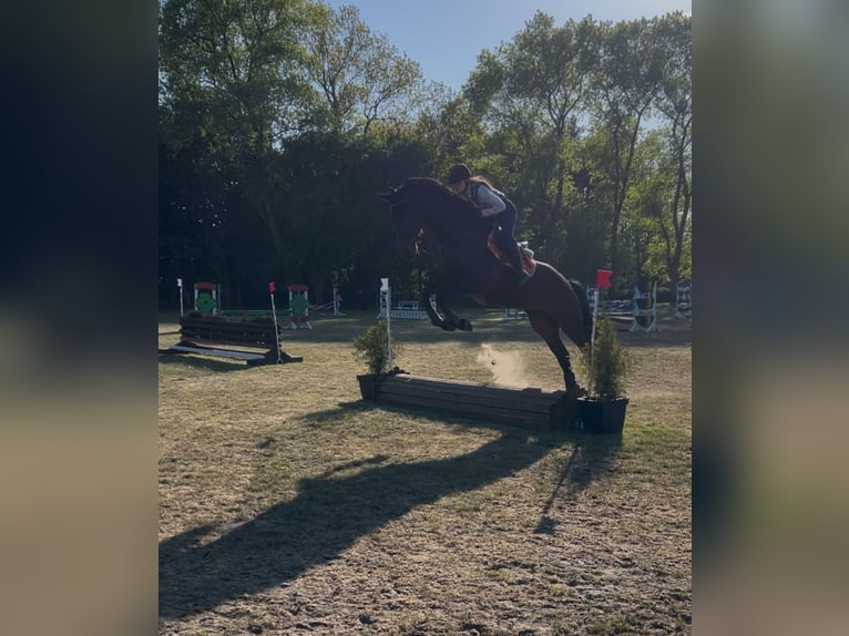 Baden Württemberger Wallach 5 Jahre 178 cm Dunkelbrauner in Gro&#xDF;heide Berumerfehn