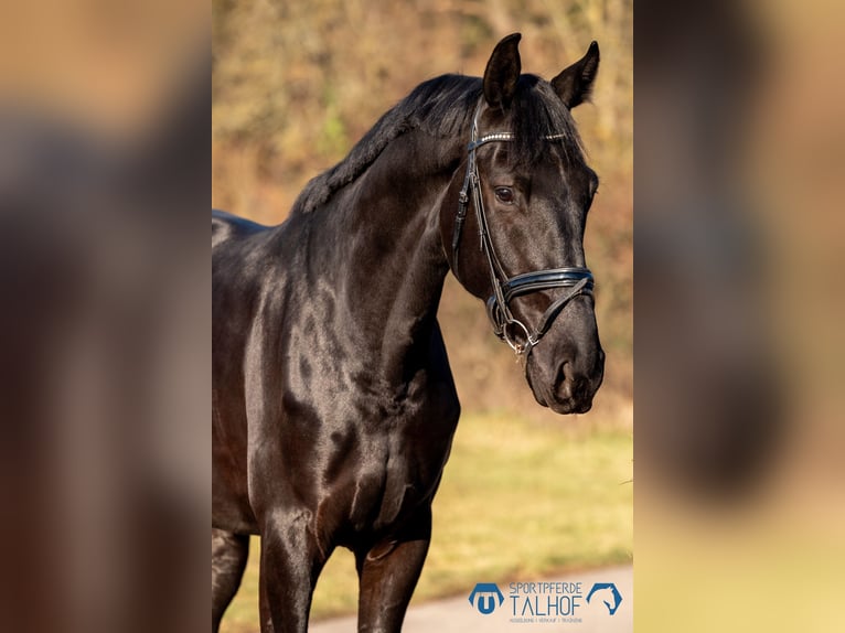 Baden Württemberger Wallach 5 Jahre 184 cm Rappe in Korntal-Münchingen