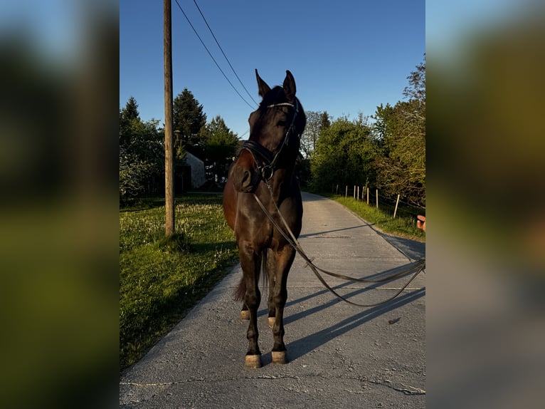 Baden Württemberger Wallach 7 Jahre 170 cm Dunkelbrauner in Zeilarn