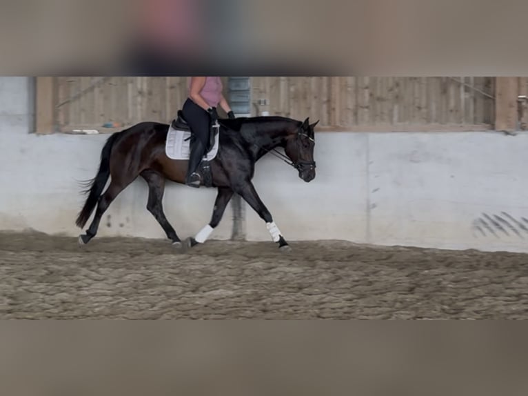 Baden Württemberger Wallach 7 Jahre 170 cm Dunkelbrauner in Zeilarn