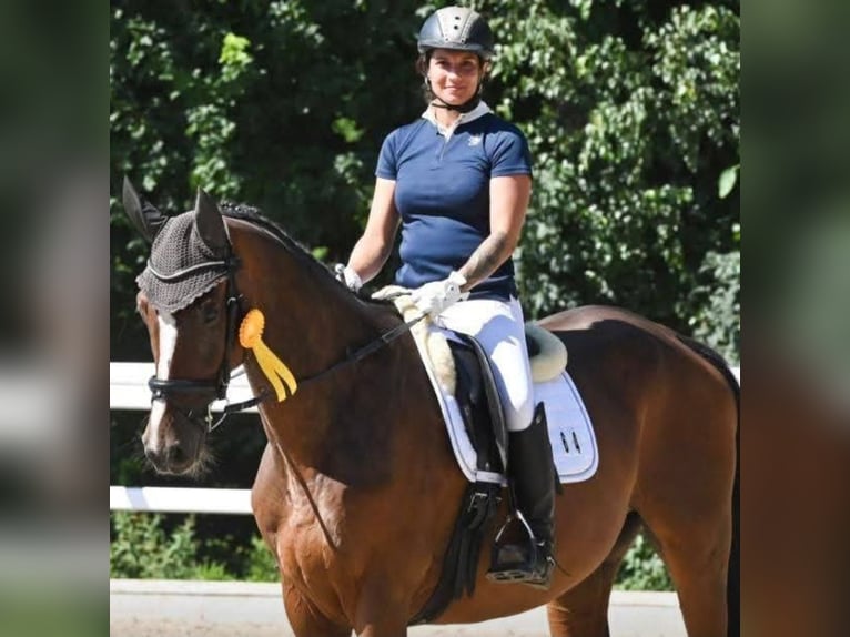 Baden Württemberger Wallach 7 Jahre 172 cm Brauner in Emmendingen