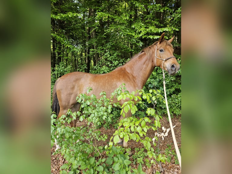 Baden Württemberger Wallach 7 Jahre 175 cm Dunkelfuchs in Wörthsee
