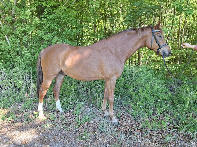 Baden Württemberger Wallach 7 Jahre 175 cm Dunkelfuchs in Wörthsee