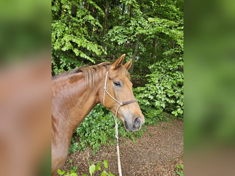 Baden Württemberger Wallach 7 Jahre 175 cm Dunkelfuchs in Wörthsee