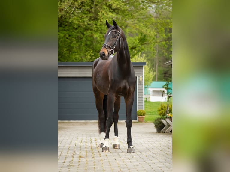 Baden Württemberger Wallach 7 Jahre 179 cm Dunkelbrauner in Kandern