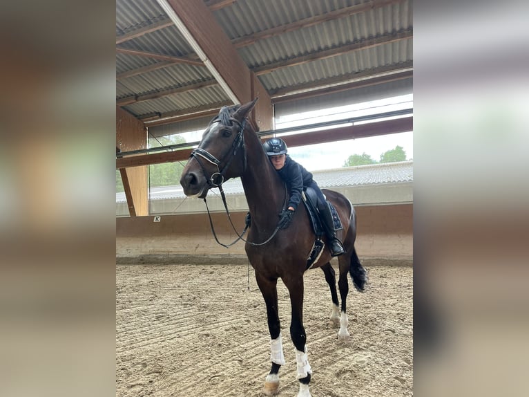 Baden Württemberger Wallach 7 Jahre 183 cm Dunkelbrauner in Hohentengen