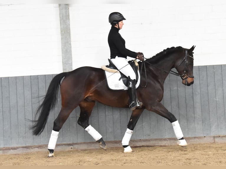 Baden Württemberger Wallach 8 Jahre 167 cm Dunkelbrauner in Tiddische