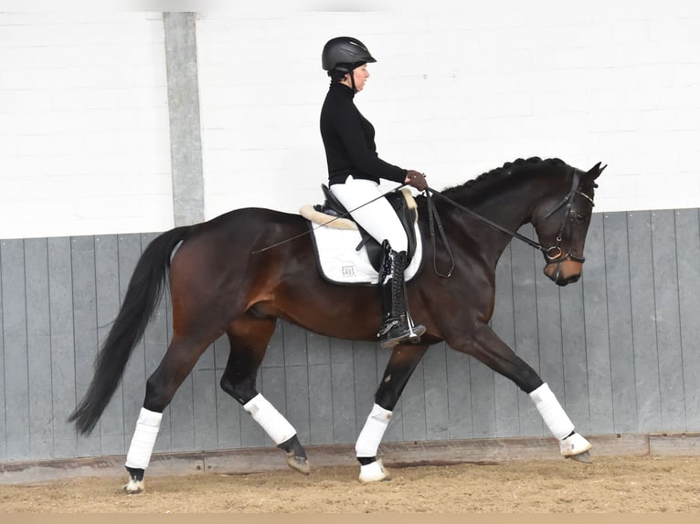Baden Württemberger Wallach 8 Jahre 167 cm Dunkelbrauner in Tiddische