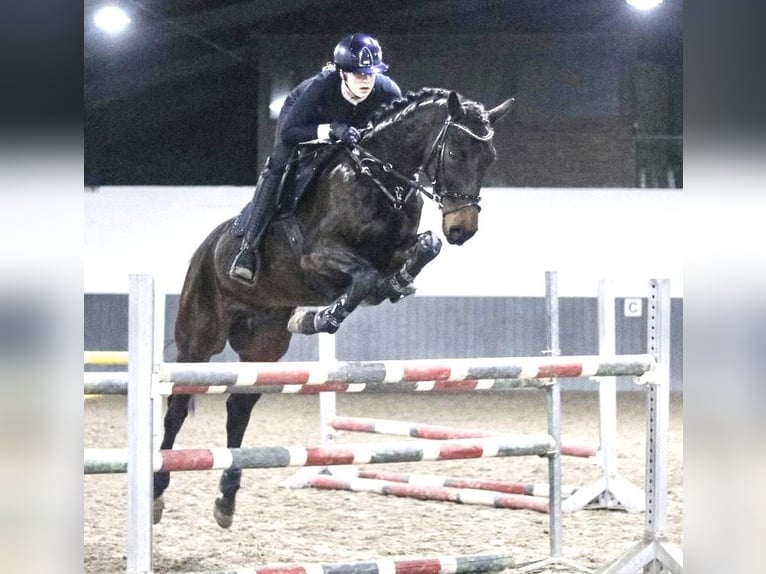 Baden Württemberger Wallach 8 Jahre 167 cm Dunkelbrauner in Tiddische