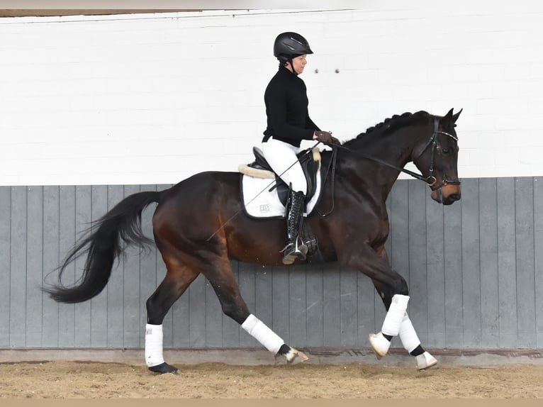 Baden Württemberger Wallach 8 Jahre 167 cm Dunkelbrauner in Tiddische