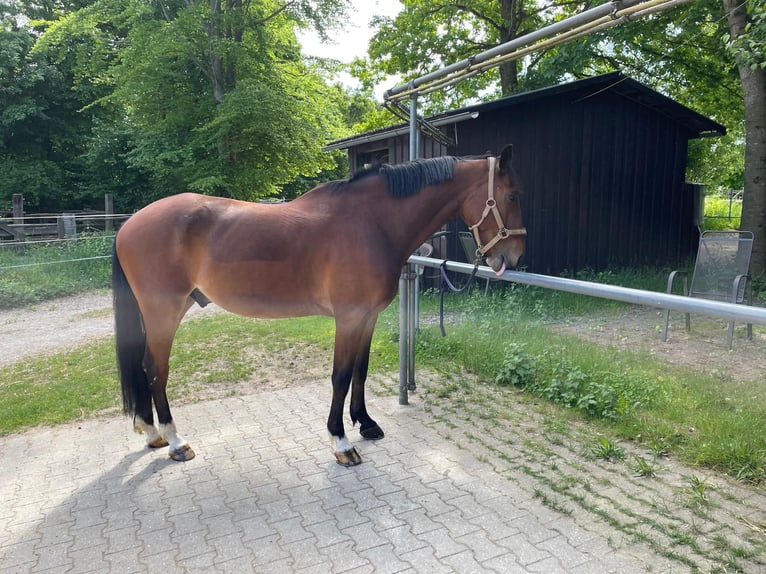 Baden Württemberger Wallach 8 Jahre 168 cm Brauner in Oberding