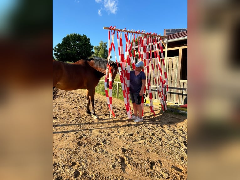 Baden Württemberger Wallach 8 Jahre 168 cm Brauner in Oberding