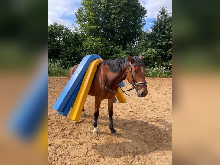 Baden Württemberger Wallach 8 Jahre 168 cm Brauner in Oberding