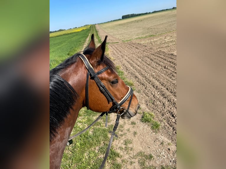 Baden Württemberger Wallach 8 Jahre 168 cm Brauner in Oberding