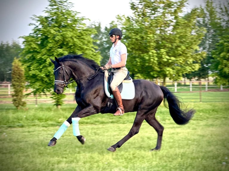 Baden Württemberger Wallach 8 Jahre 168 cm Rappe in Krakow