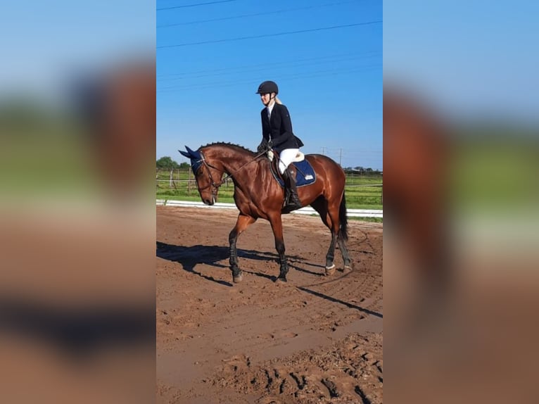Baden Württemberger Wallach 8 Jahre 175 cm Brauner in Muggensturm