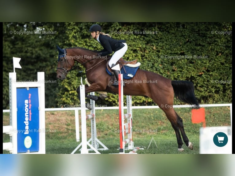 Baden Württemberger Wallach 8 Jahre 175 cm Brauner in Muggensturm