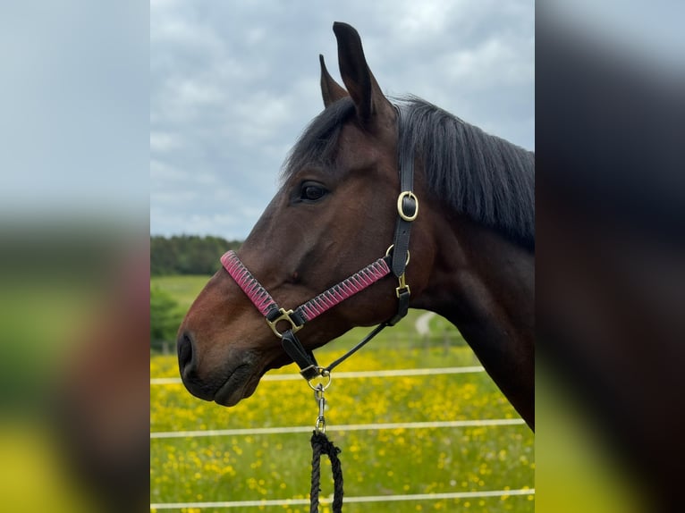 Baden Württemberger Wallach 9 Jahre 172 cm Dunkelbrauner in Waldachtal