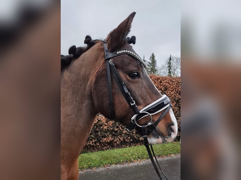 Baden-Wurtemberger Caballo castrado 10 años 147 cm Castaño in Bockhorn