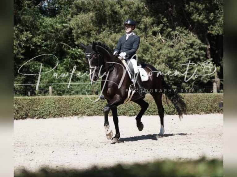 Baden-Wurtemberger Caballo castrado 10 años 177 cm Negro in Sch&#xF6;nwalde