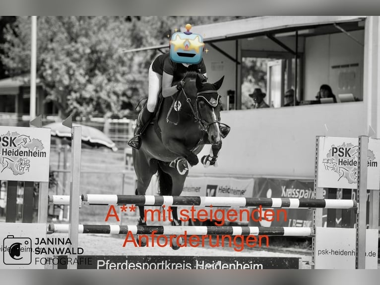Baden-Wurtemberger Caballo castrado 12 años 164 cm Castaño in Langenau