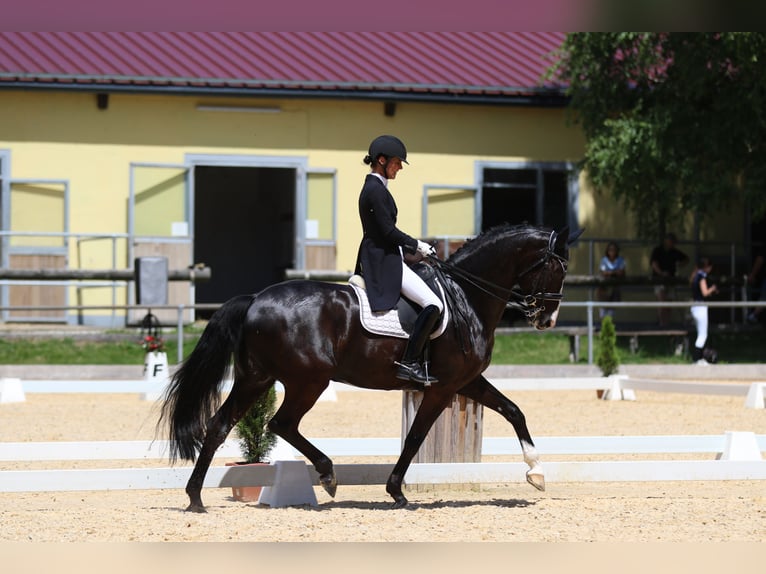 Baden-Wurtemberger Caballo castrado 12 años 169 cm Negro in Teisendorf