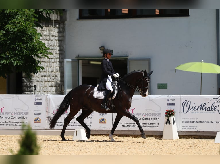 Baden-Wurtemberger Caballo castrado 12 años 169 cm Negro in Teisendorf