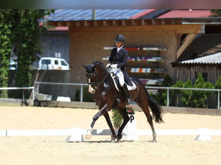 Baden-Wurtemberger Caballo castrado 12 años 169 cm Negro in Teisendorf