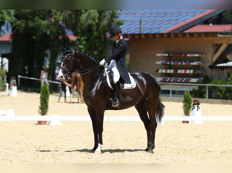 Baden-Wurtemberger Caballo castrado 12 años 169 cm Negro in Teisendorf