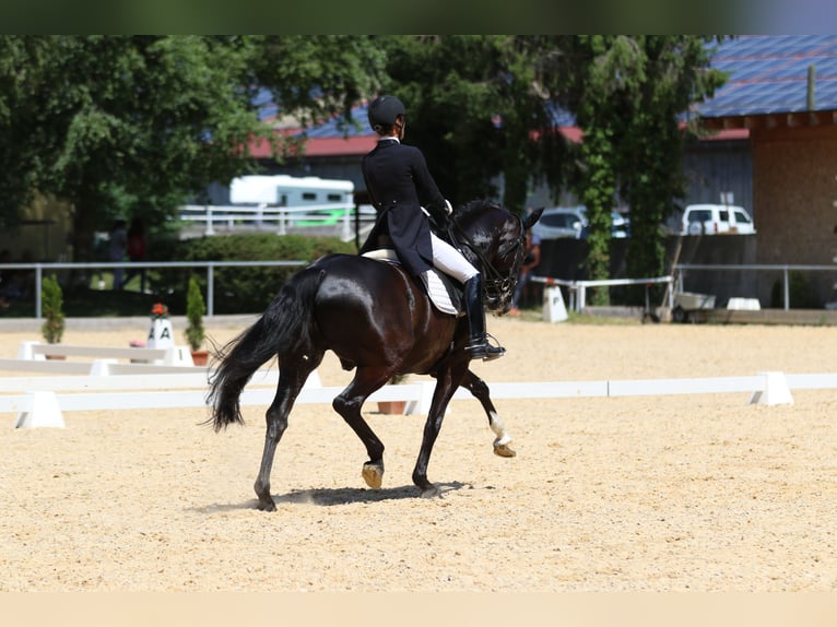Baden-Wurtemberger Caballo castrado 12 años 169 cm Negro in Teisendorf