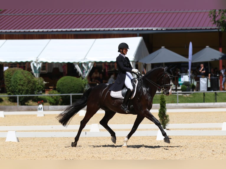 Baden-Wurtemberger Caballo castrado 12 años 169 cm Negro in Teisendorf