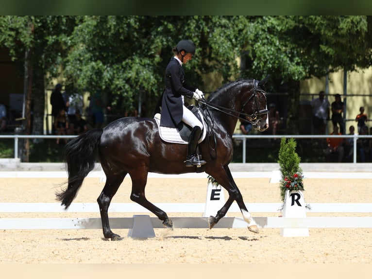 Baden-Wurtemberger Caballo castrado 12 años 169 cm Negro in Teisendorf