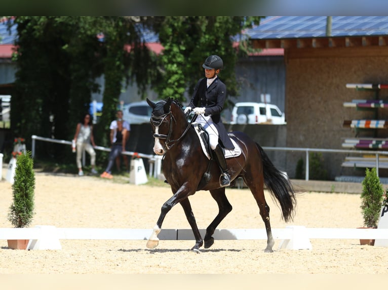 Baden-Wurtemberger Caballo castrado 12 años 169 cm Negro in Teisendorf