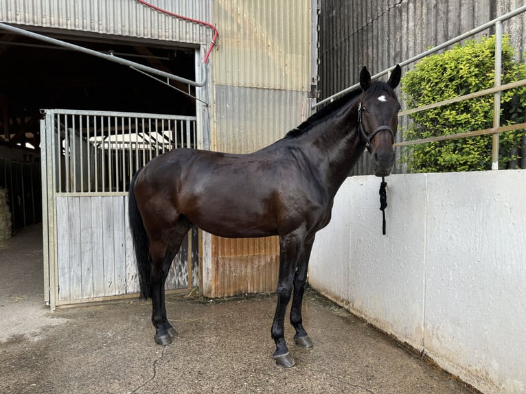 Baden-Wurtemberger Caballo castrado 12 años 180 cm Castaño oscuro in Hermaringen