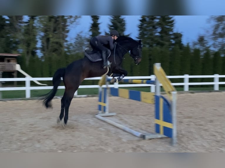 Baden-Wurtemberger Caballo castrado 12 años 180 cm Castaño oscuro in Hermaringen